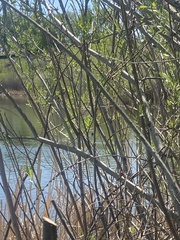 Podilymbus podiceps