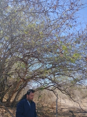 Ebenopsis caesalpinioides