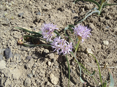 Allium anceps