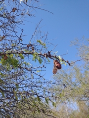 Ebenopsis caesalpinioides