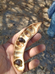 Ebenopsis caesalpinioides