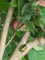 Calligrapha pantherina