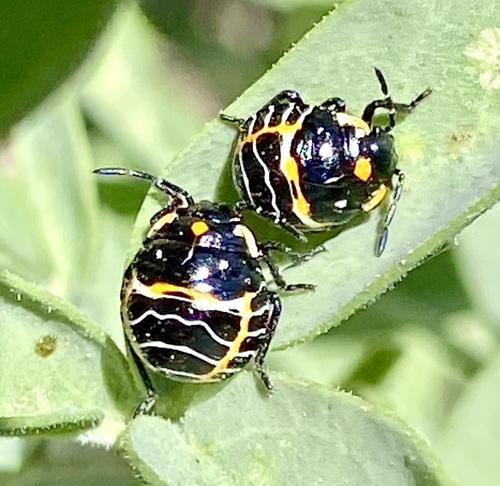 iNaturalist observation photo of Harlequin Bug