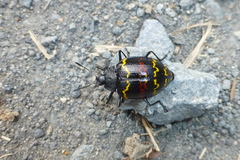 Erotylus buckleyi