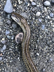 Galvarinus chilensis