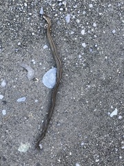 Galvarinus chilensis