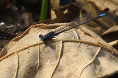 Acanthagrion hildegarda
