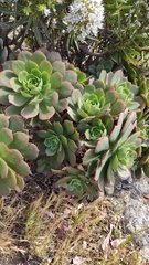 Aeonium percarneum