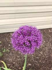 Allium hollandicum