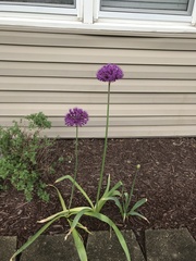 Allium hollandicum