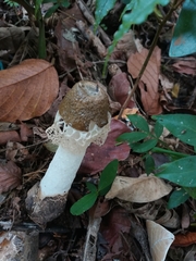Phallus atrovolvatus