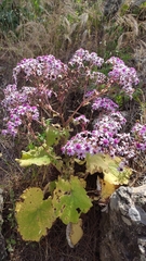 Pericallis webbii