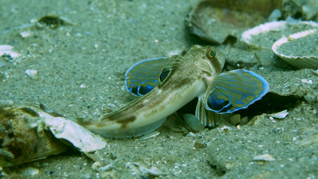 Bight gurnard (Lepidotrigla vanessa) — Triglidae