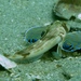 Lepidotrigla vanessa - Photo (c) Christopher Mark, algunos derechos reservados (CC BY), subido por Christopher Mark