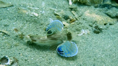 Bight Gurnard photo 2