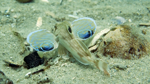 Lepidotrigla vanessa
