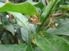 Alchisme tridentata