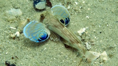 Bight Gurnard photo 3