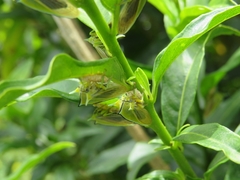 Alchisme tridentata