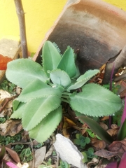 Kalanchoe