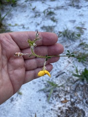 Chapmannia floridana