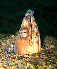 Ophichthus altipennis