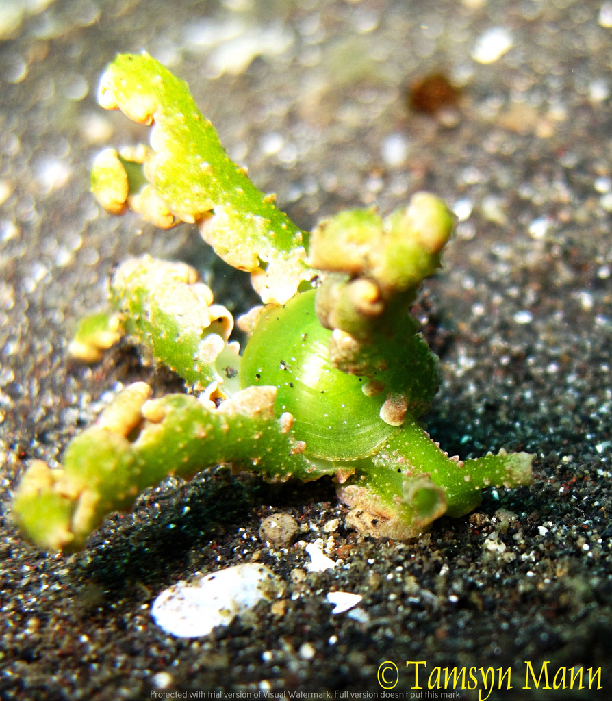 Lobiger viridis