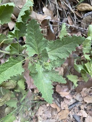 Blitum californicum