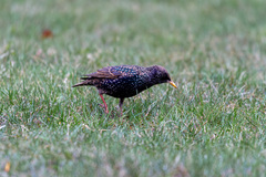 Sturnus vulgaris