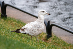 Larus argentatus