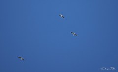 Chroicocephalus maculipennis