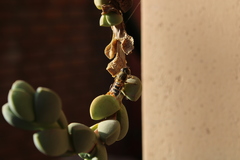 Eristalinus taeniops