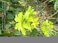 Tracheophyta