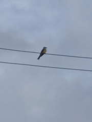 Tyrannus melancholicus