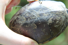 Kinosternon subrubrum