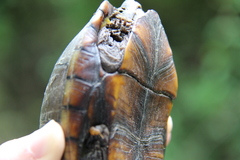 Kinosternon subrubrum