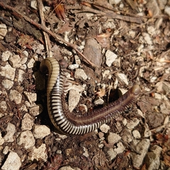 Pachyiulus krivolutskyi