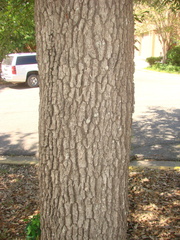 Quercus × comptoniae