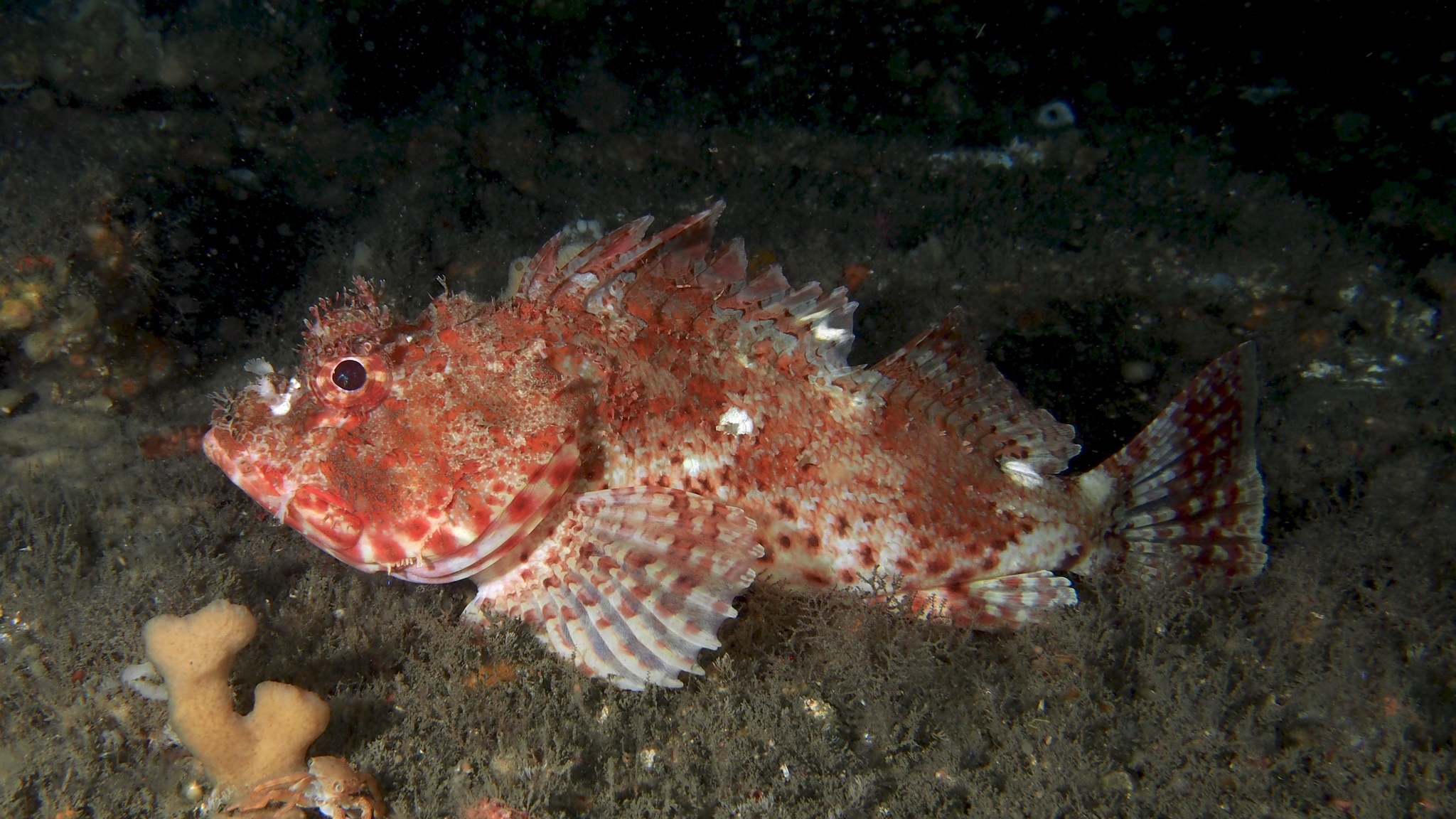 Eastern Red Scorpionfish = Ouch. – Queensland Fishing Photos
