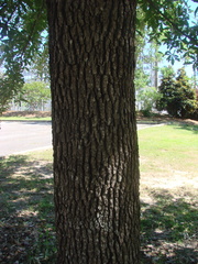 Quercus × comptoniae