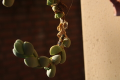 Eristalinus taeniops