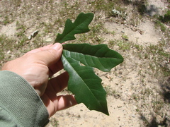 Quercus × comptoniae