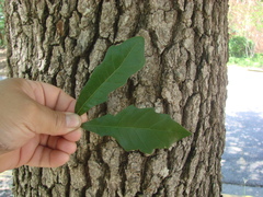 Quercus × comptoniae