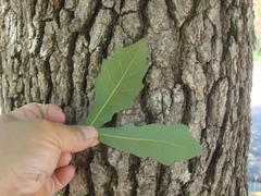 Quercus × comptoniae