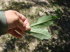 Quercus × comptoniae