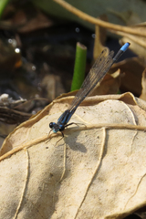 Acanthagrion hildegarda