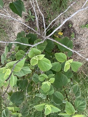 Hibiscus lasiocarpos