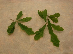 Quercus × comptoniae