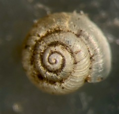 Hawaiia minuscula