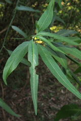 Solanum amygdalifolium